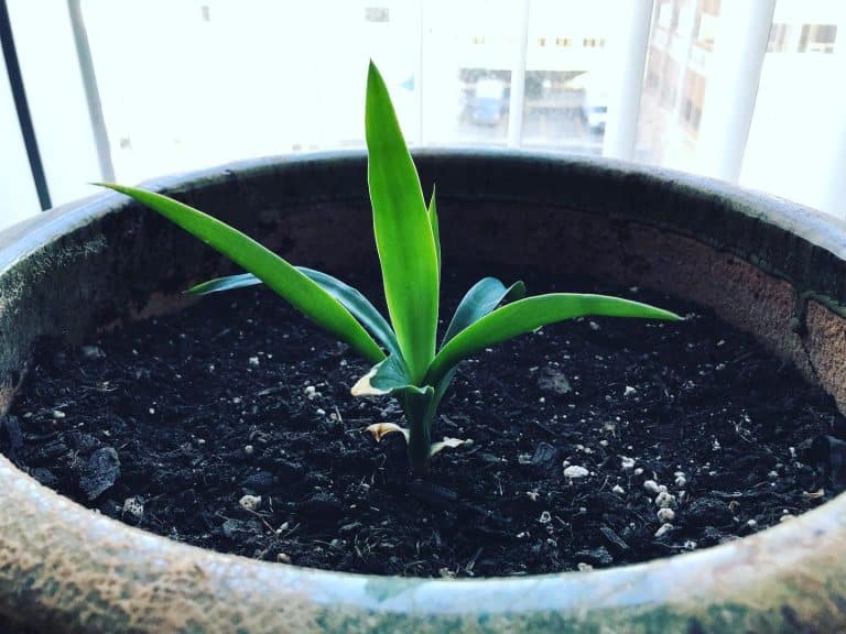 Yucca Cane Plant Care & Propagation Plantcarefully