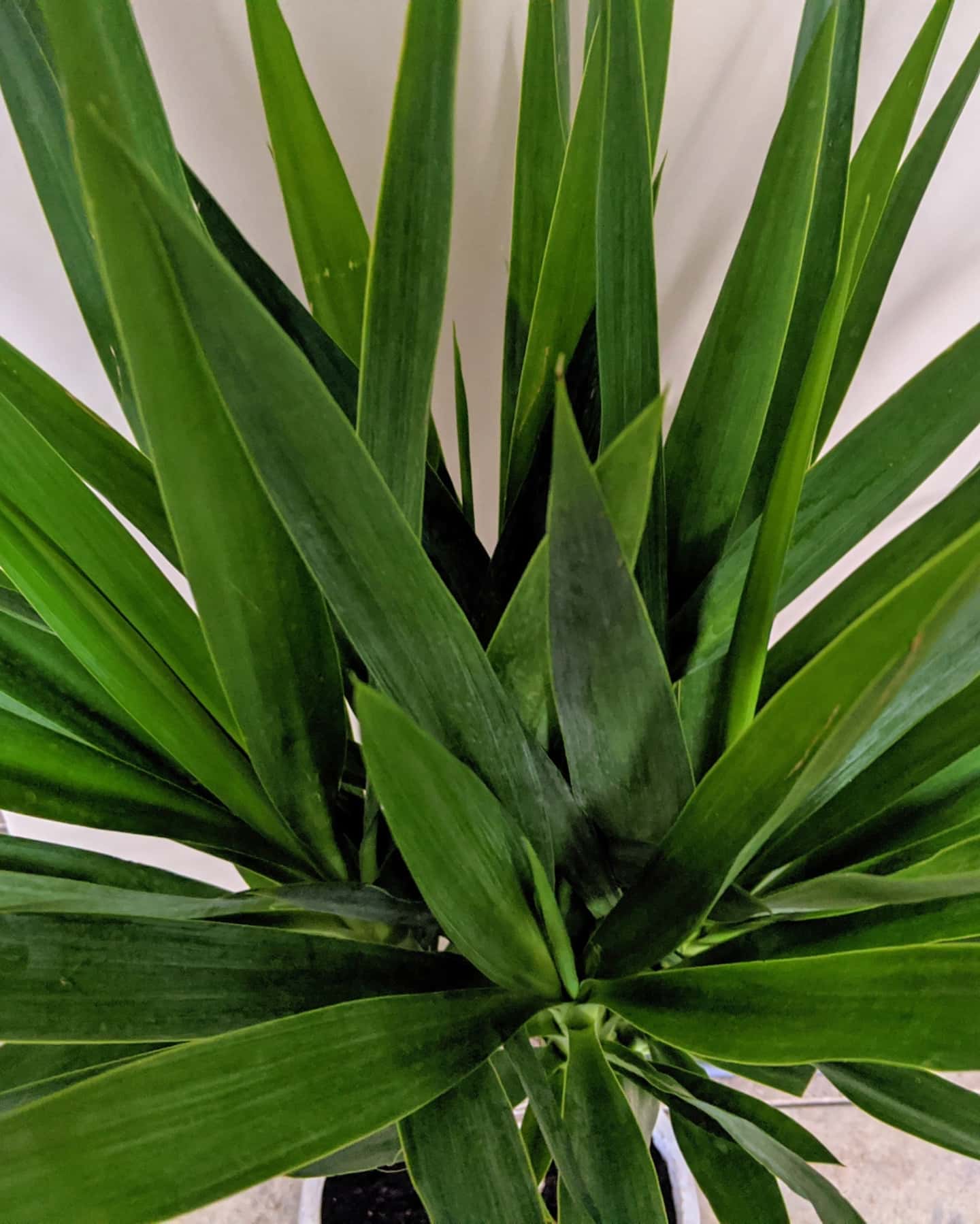 Yucca Cane Plant Care & Propagation Plantcarefully
