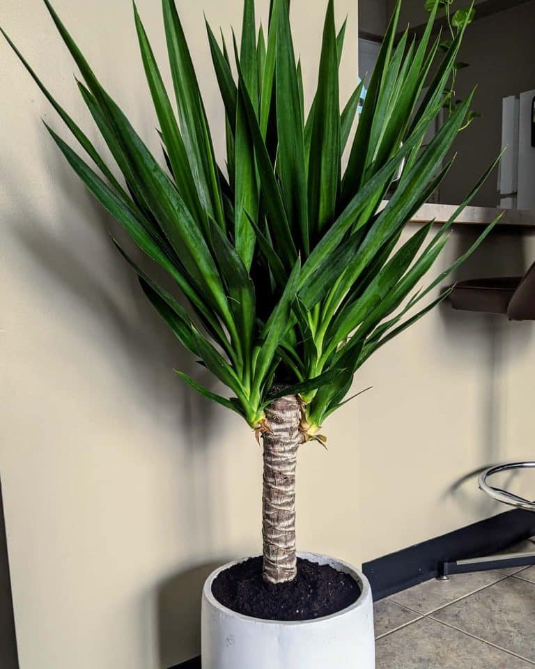 Yucca Cane Plant Care & Propagation Plantcarefully