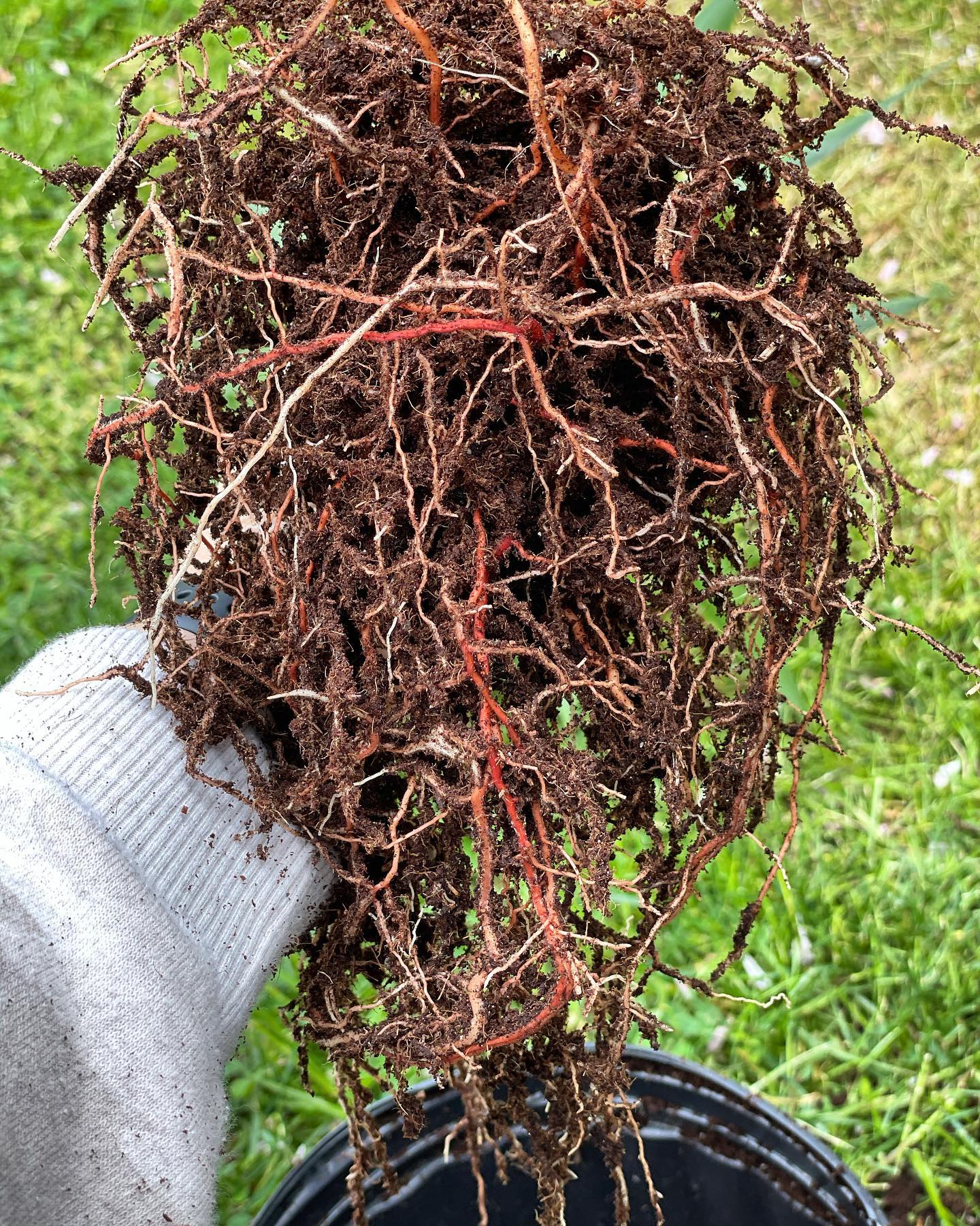 Yucca Cane Plant Care & Propagation Plantcarefully