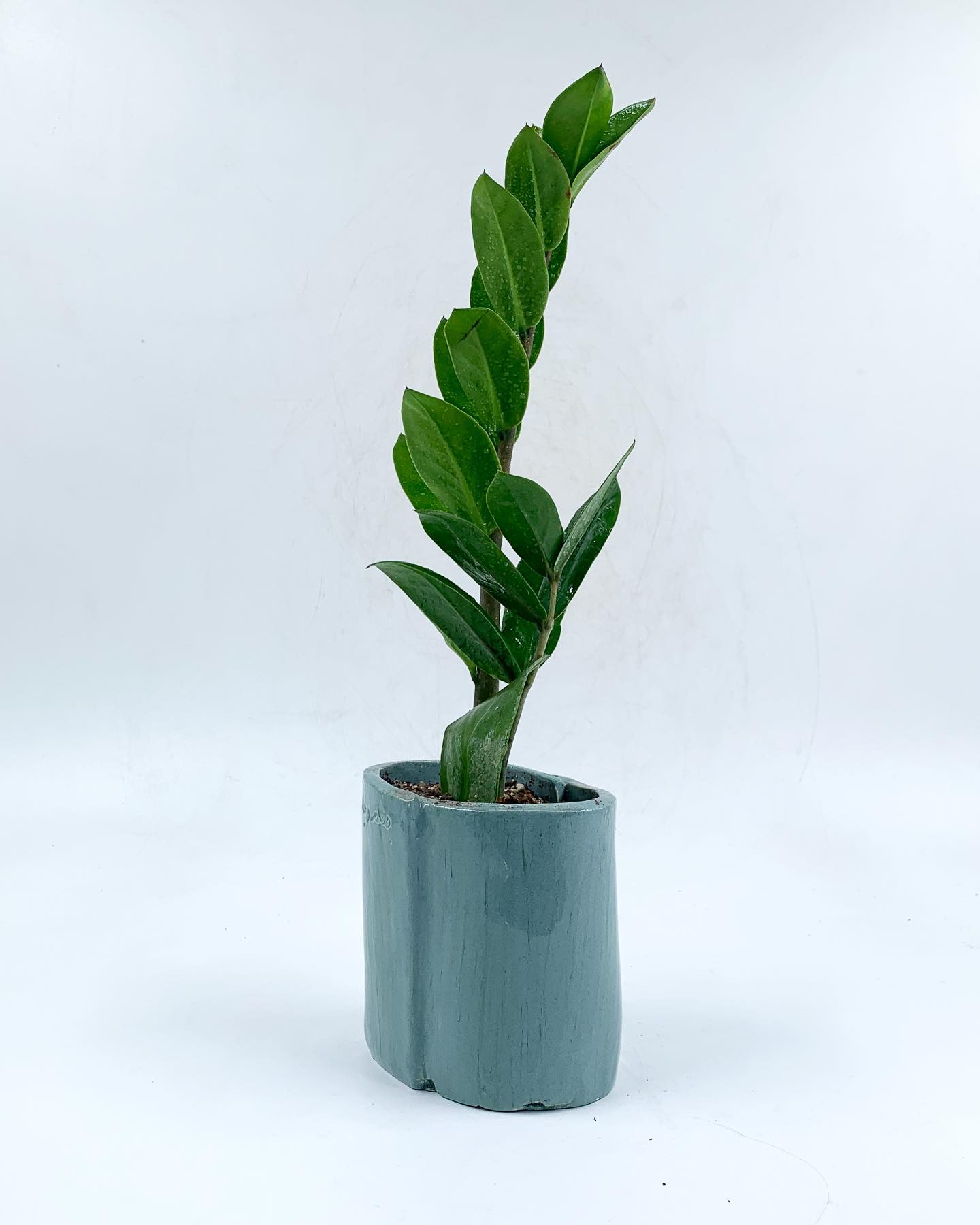 ZZ Plant Growing the Easiest Plant Ever! Plantcarefully
