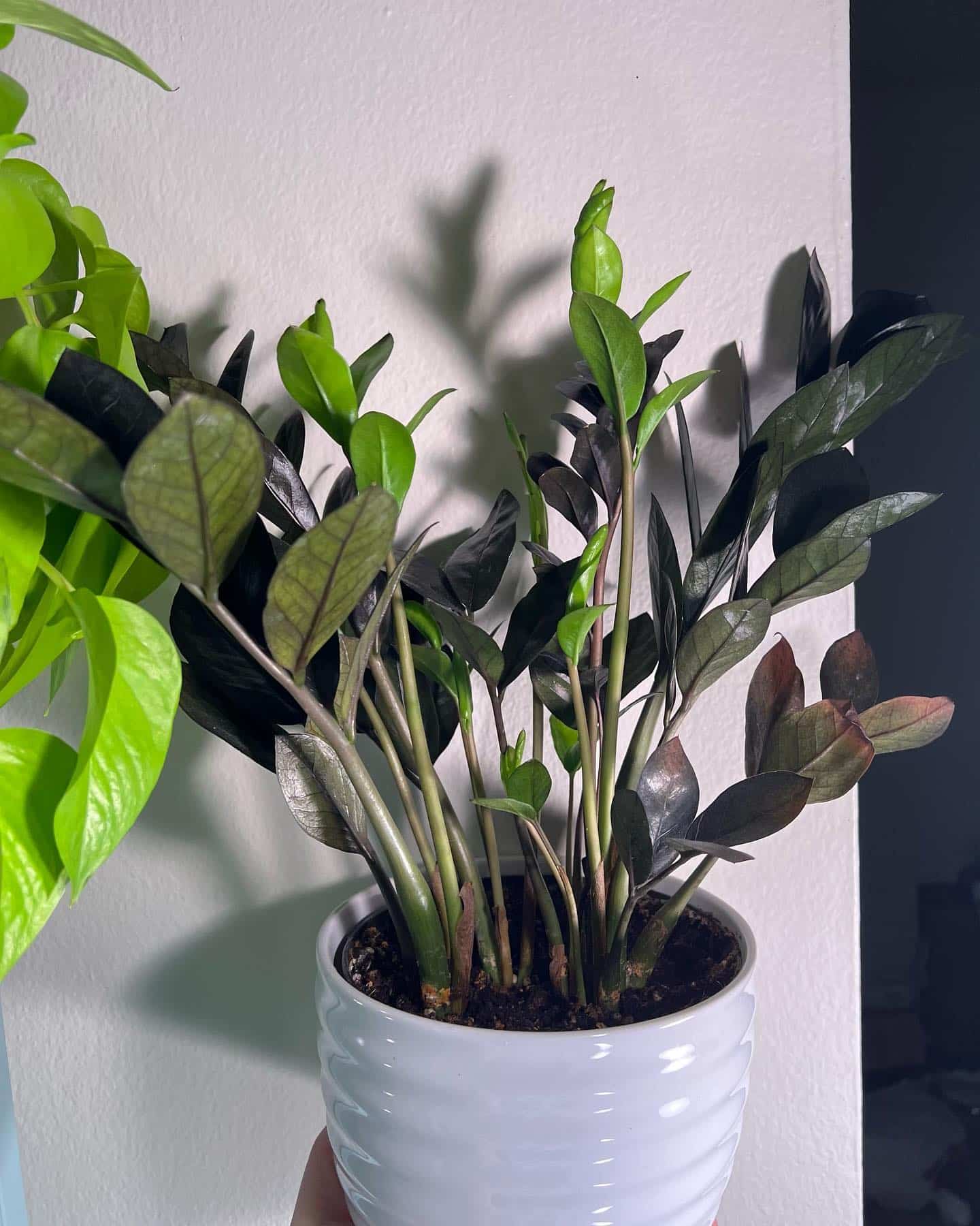 ZZ Plant Growing the Easiest Plant Ever! Plantcarefully