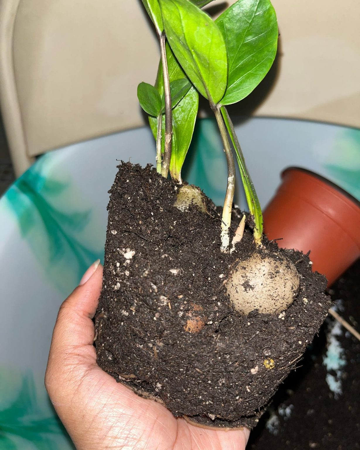 ZZ Plant Growing the Easiest Plant Ever! Plantcarefully