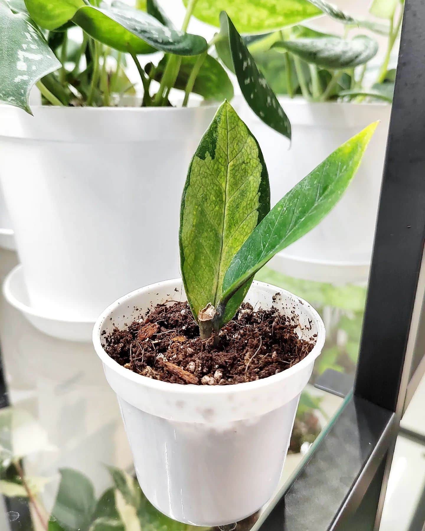 ZZ Plant Growing the Easiest Plant Ever! Plantcarefully