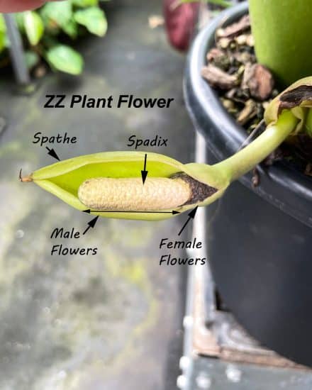 Zz shop plant flower