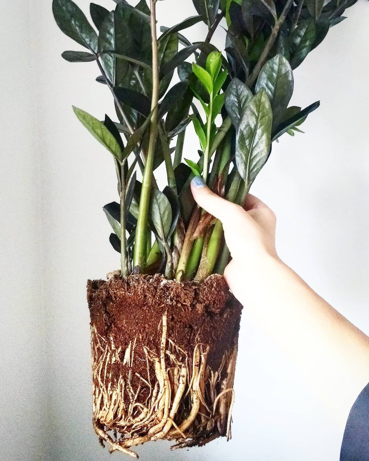 ZZ Plant Growing the Easiest Plant Ever! Plantcarefully