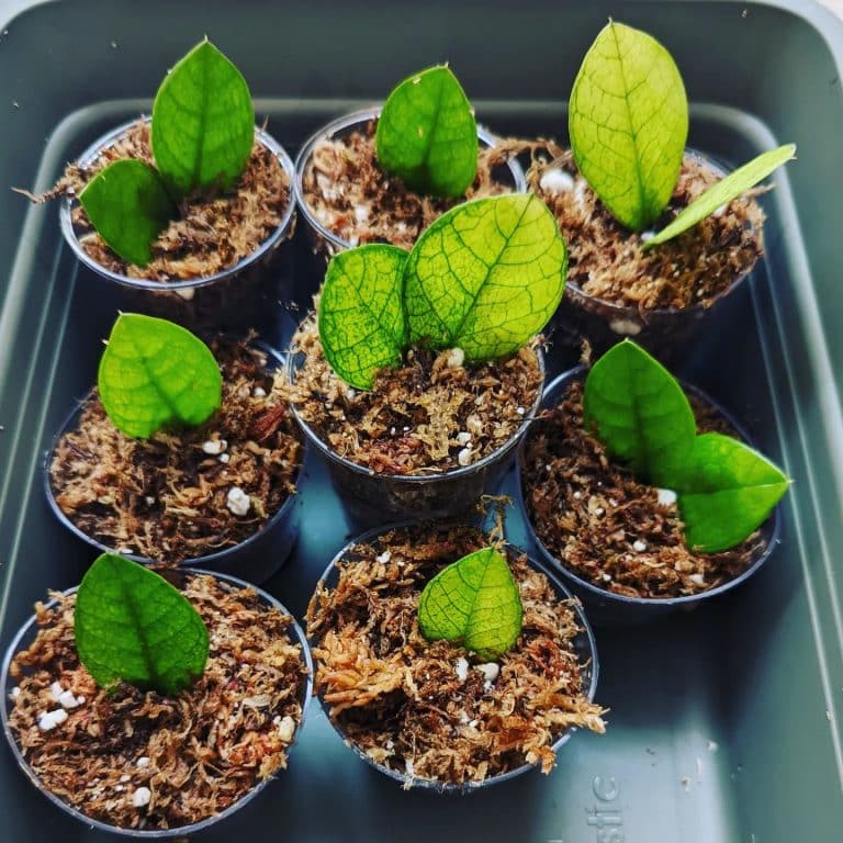 ZZ Plant Growing the Easiest Plant Ever! Plantcarefully