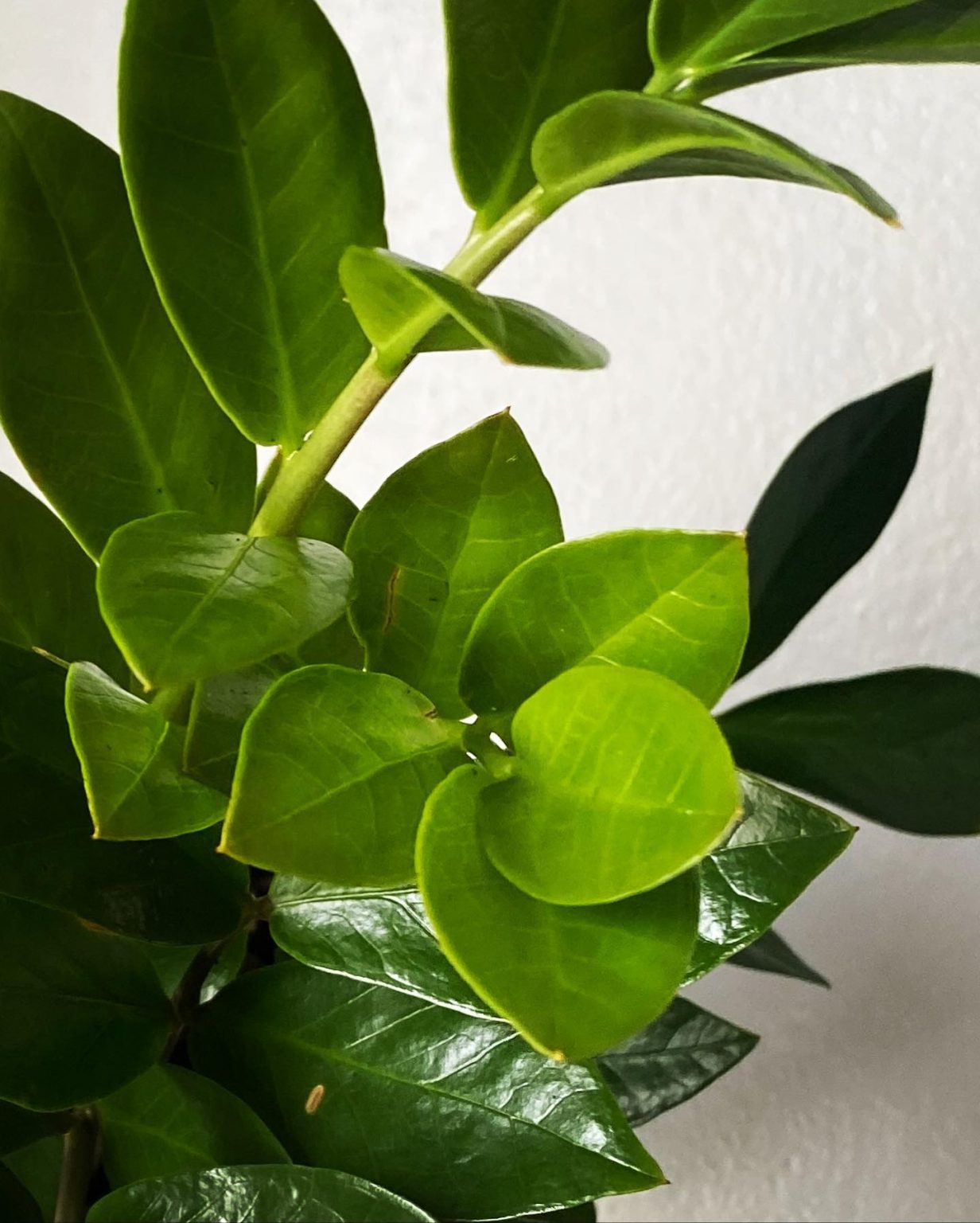 ZZ Plant Growing the Easiest Plant Ever! Plantcarefully