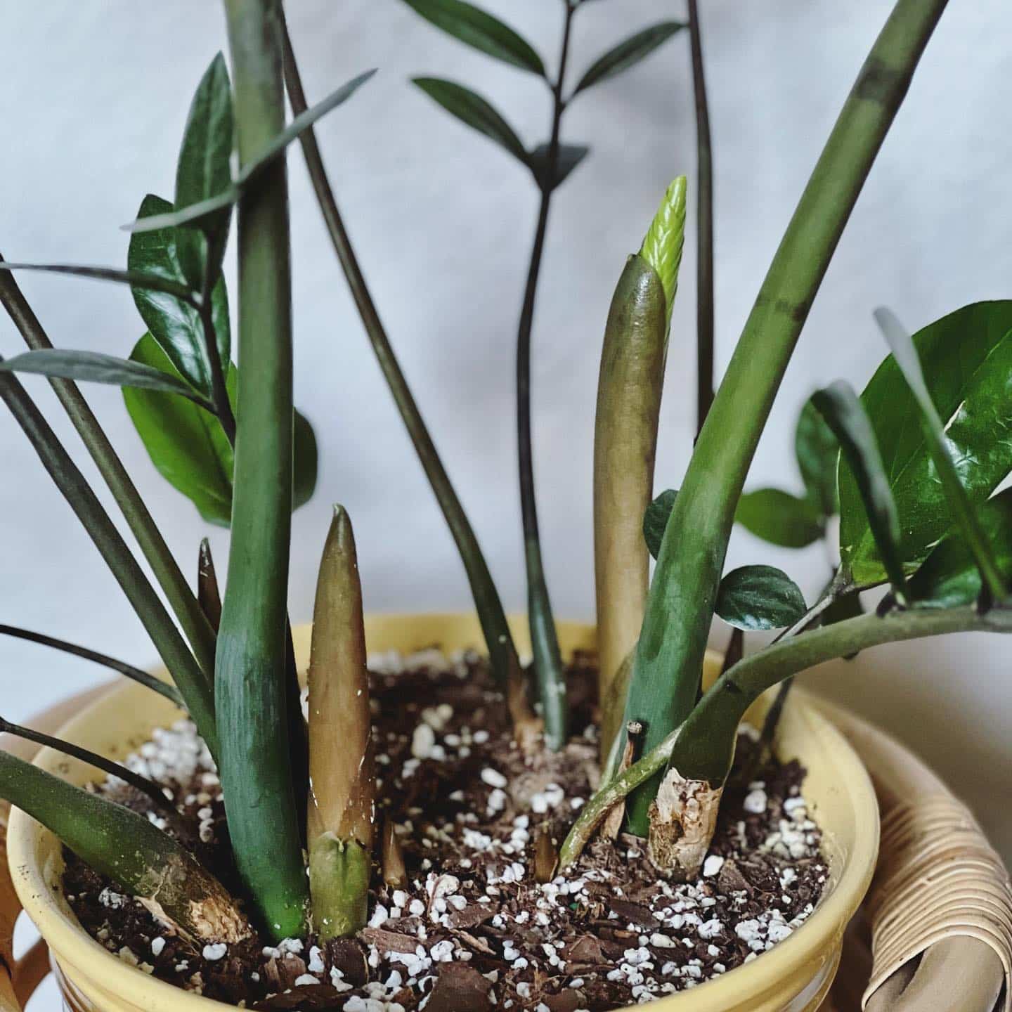 ZZ Plant Growing the Easiest Plant Ever! Plantcarefully