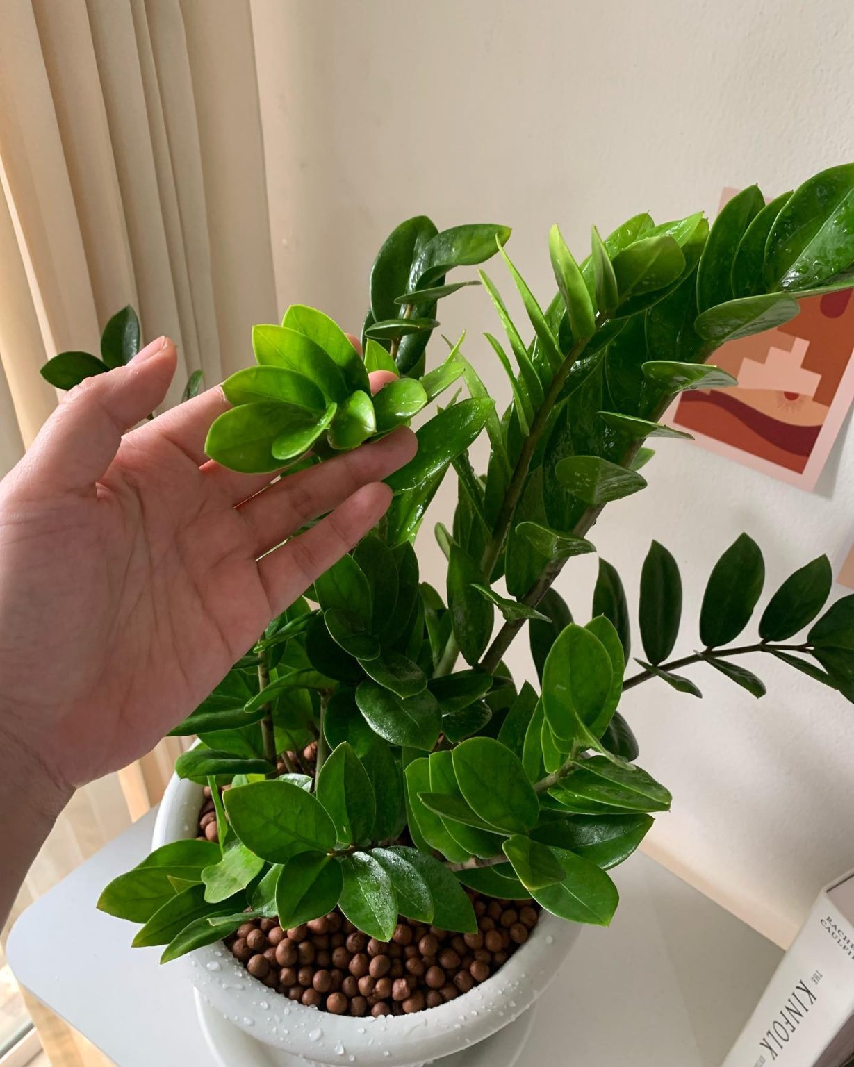 ZZ Plant Growing the Easiest Plant Ever! Plantcarefully