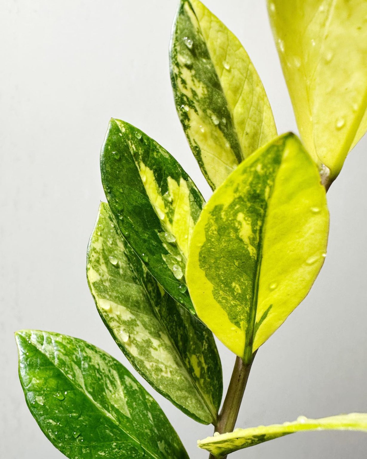 ZZ Plant Growing the Easiest Plant Ever! Plantcarefully