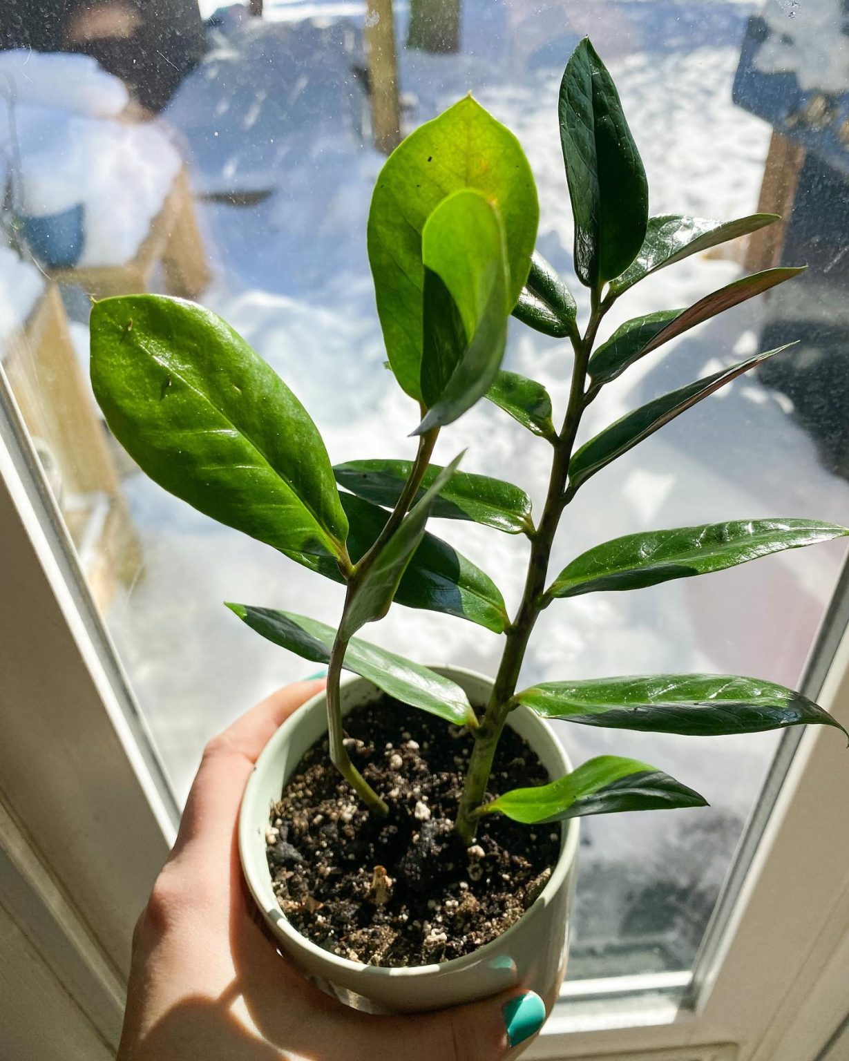 ZZ Plant Growing the Easiest Plant Ever! Plantcarefully