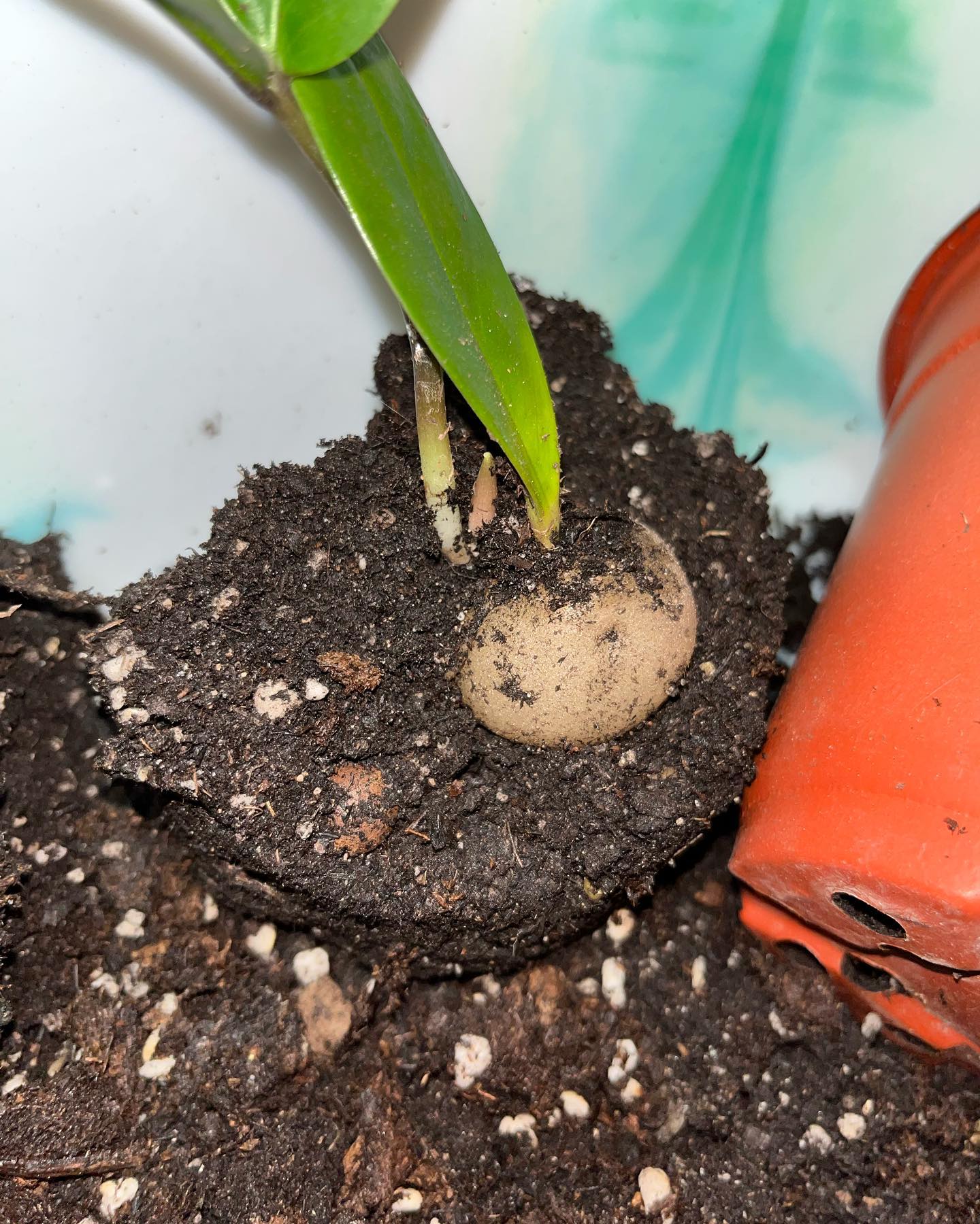 ZZ Plant Growing the Easiest Plant Ever! Plantcarefully