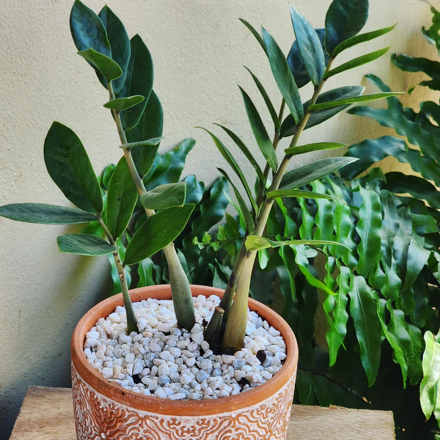 ZZ Plant Growing the Easiest Plant Ever! Plantcarefully