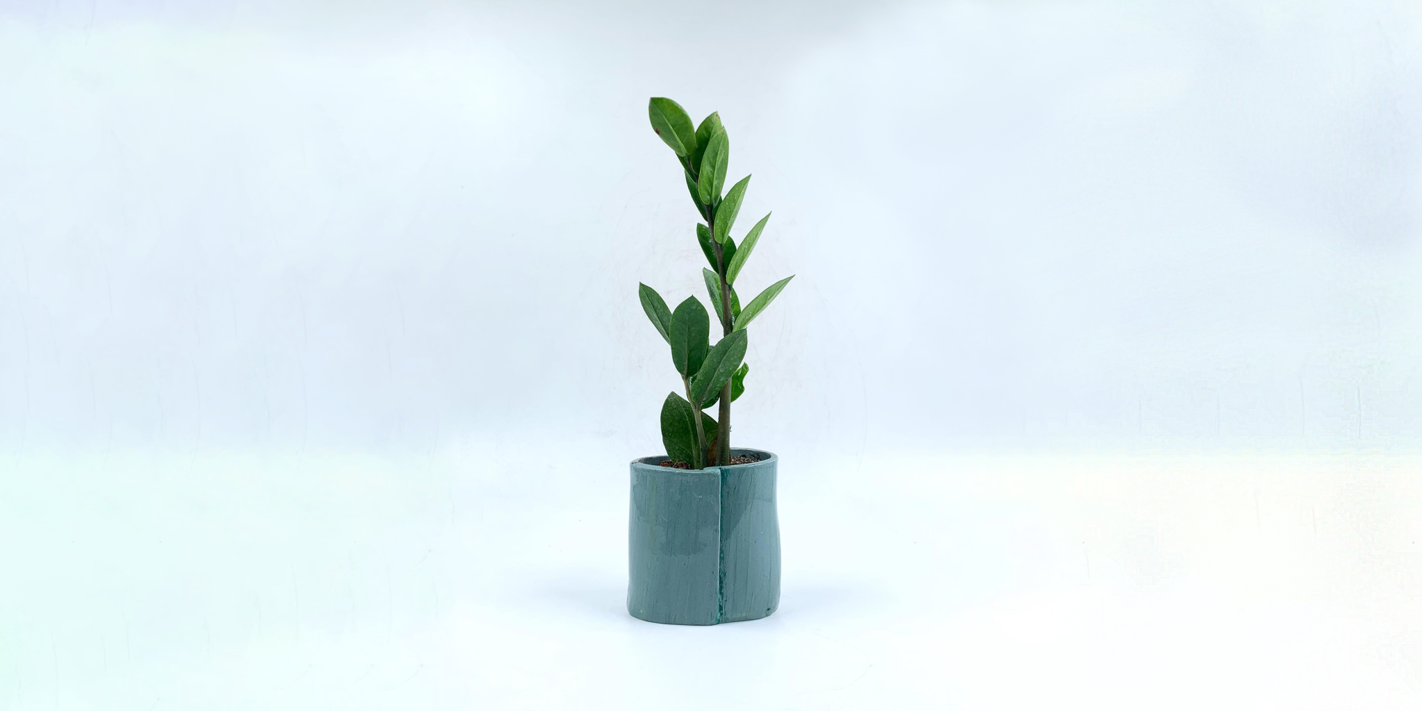 ZZ Plant Growing the Easiest Plant Ever! Plantcarefully