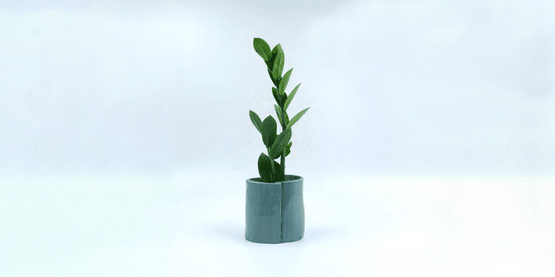 zz-plant-featured